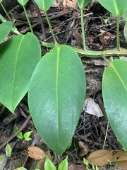 Rhaphidophora