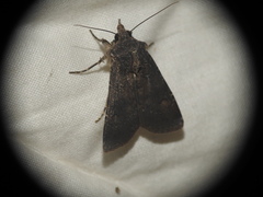 Agrotis trux