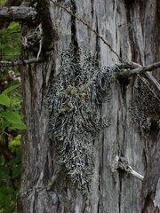 Hypogymnia duplicata