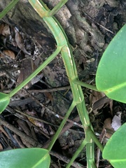 Rhaphidophora