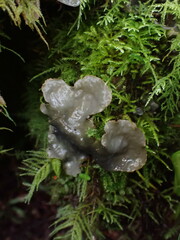Peltigera neopolydactyla