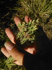 Erigeron
