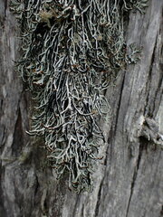 Hypogymnia duplicata