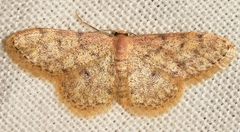Idaea urcitana