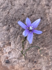 Moraea polyanthos