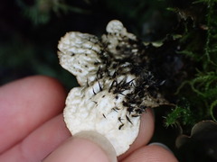 Peltigera neopolydactyla