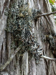 Hypogymnia duplicata