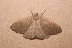 Pachycnemia tibiaria