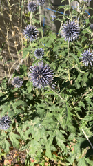 Echinops