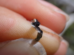 Hypogymnia duplicata