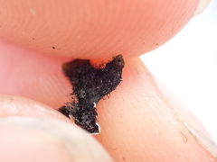 Hypotrachyna sinuosa