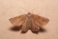 Selidosema pyrenaearia