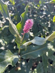 Persicaria amphibia