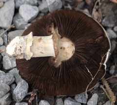 Agaricus bitorquis