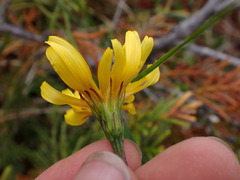 Microseris borealis