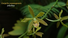 Encyclia uxpanapensis