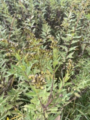 Solidago riddellii