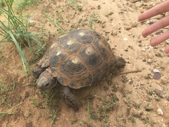 Gopherus berlandieri