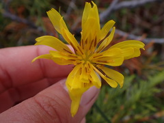 Microseris borealis