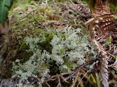 Sphaerophorus tuckermanii