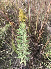 Solidago missouriensis