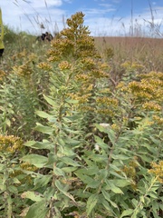 Solidago missouriensis