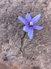 Moraea polyanthos