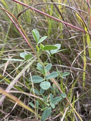 Melilotus officinalis