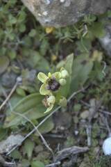 Ophrys bombyliflora