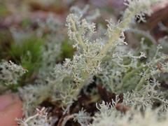 Sphaerophorus tuckermanii