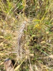 Elymus canadensis
