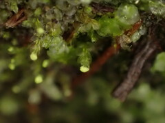 Calypogeia