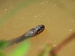 Nerodia fasciata confluens