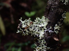 Hypotrachyna sinuosa