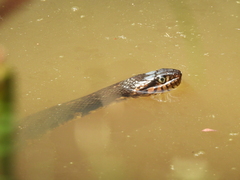 Nerodia fasciata confluens