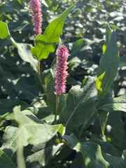 Persicaria amphibia