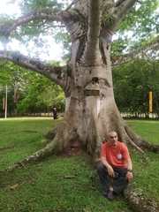 Ceiba pentandra
