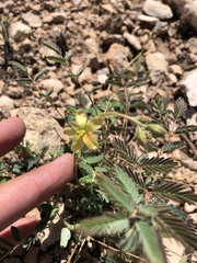 Hoffmannseggia drepanocarpa