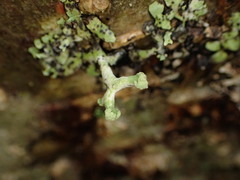 Hypotrachyna sinuosa