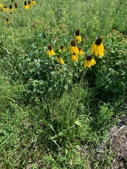Rudbeckia texana