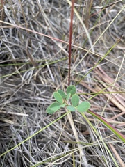 Melilotus officinalis