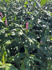 Persicaria amphibia