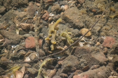 Halichondria bowerbanki