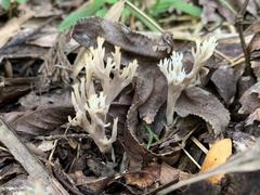 Clavulina coralloides image