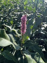 Persicaria amphibia