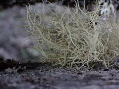 Usnea