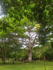 Ceiba pentandra