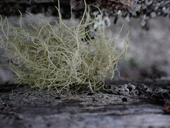 Usnea