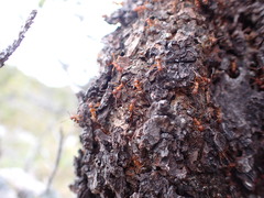 Formicinae