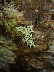 Hypotrachyna sinuosa